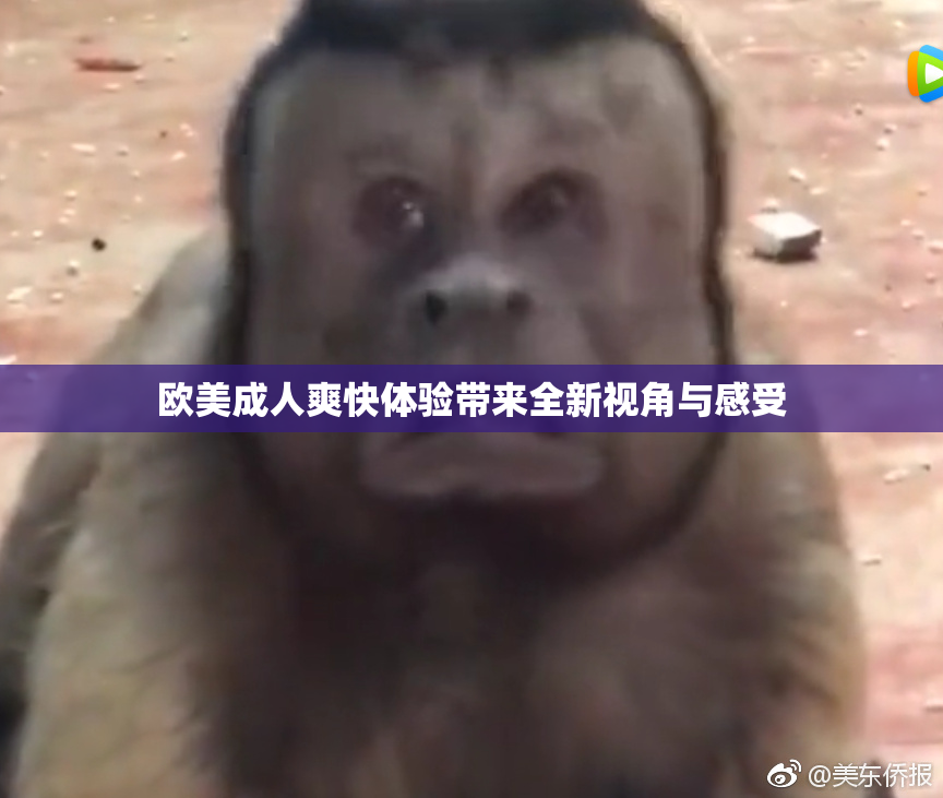 欧美成人爽快体验带来全新视角与感受