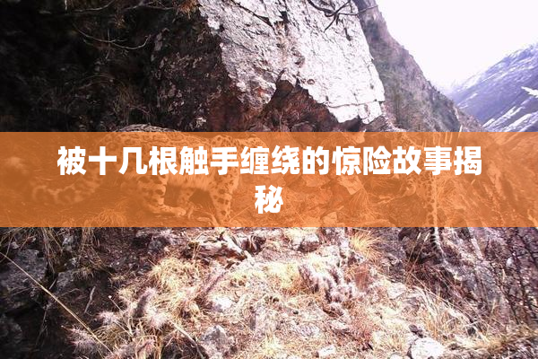 被十几根触手缠绕的惊险故事揭秘