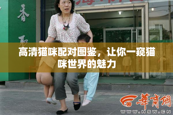 高清猫咪配对图鉴，让你一窥猫咪世界的魅力