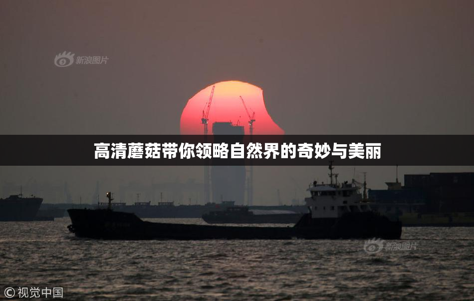 高清蘑菇带你领略自然界的奇妙与美丽