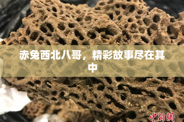 赤兔西北八哥，精彩故事尽在其中