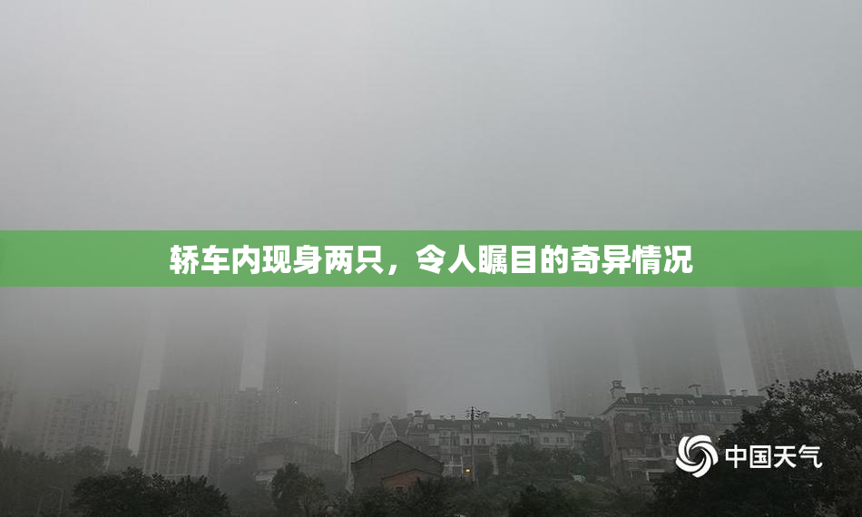 轿车内现身两只，令人瞩目的奇异情况