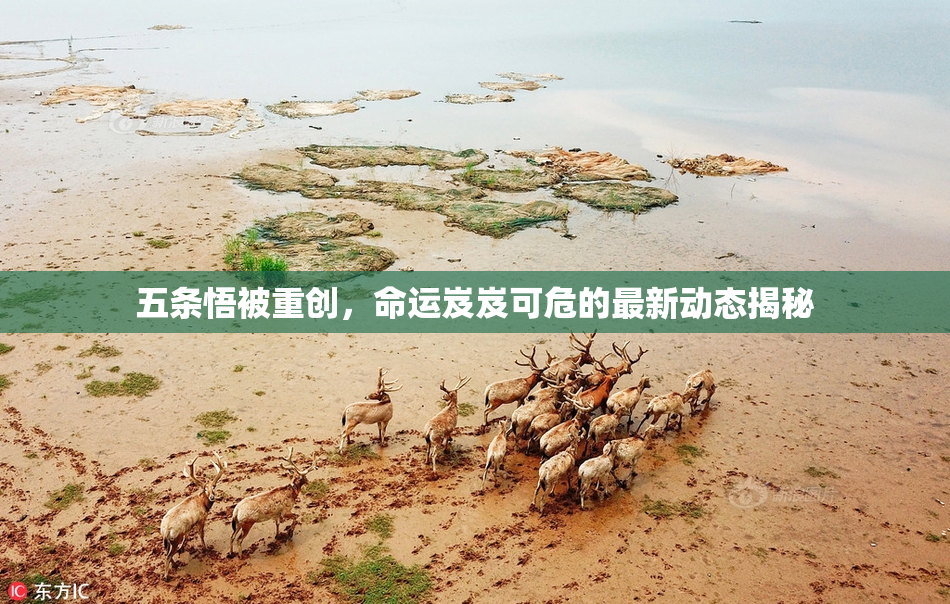 五条悟被重创，命运岌岌可危的最新动态揭秘