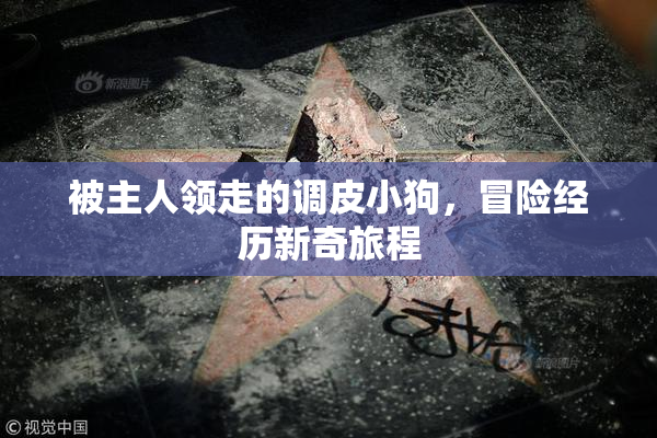 被主人领走的调皮小狗，冒险经历新奇旅程