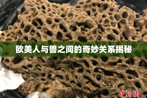 欧美人与兽之间的奇妙关系揭秘