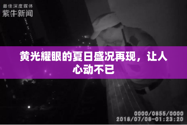 黄光耀眼的夏日盛况再现，让人心动不已