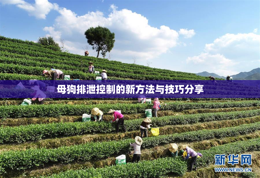 母狗排泄控制的新方法与技巧分享