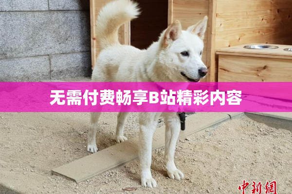 无需付费畅享B站精彩内容