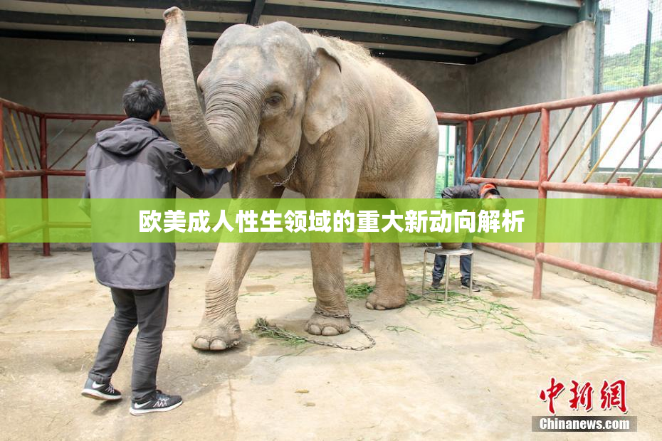 欧美成人性生领域的重大新动向解析