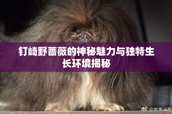 钉崎野蔷薇的神秘魅力与独特生长环境揭秘