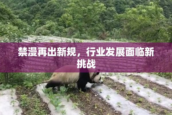 禁漫再出新规，行业发展面临新挑战