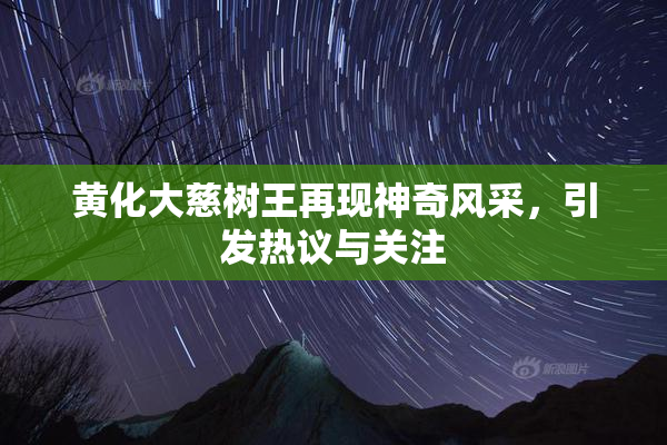 黄化大慈树王再现神奇风采，引发热议与关注