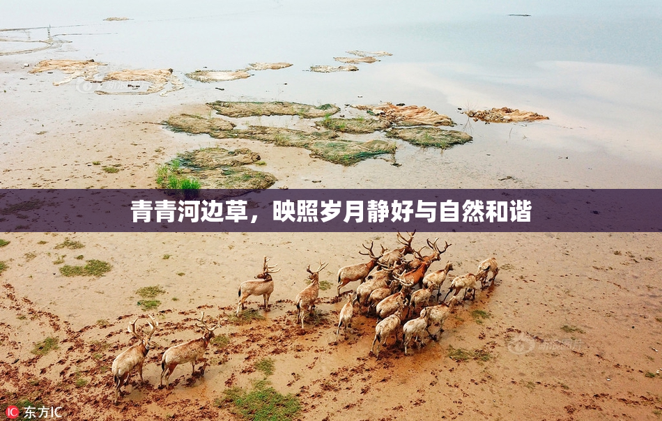 青青河边草，映照岁月静好与自然和谐