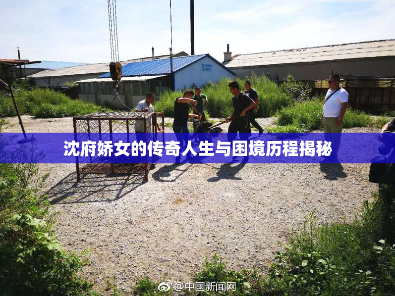 沈府娇女的传奇人生与困境历程揭秘