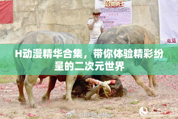 H动漫精华合集，带你体验精彩纷呈的二次元世界