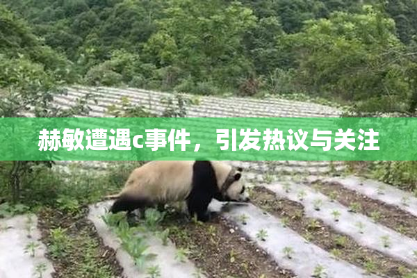 赫敏遭遇c事件，引发热议与关注