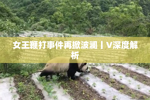 女王鞭打事件再掀波澜丨V深度解析