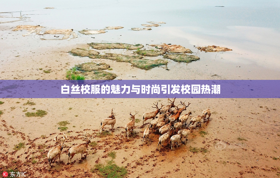白丝校服的魅力与时尚引发校园热潮