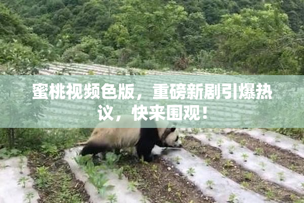 蜜桃视频色版，重磅新剧引爆热议，快来围观！