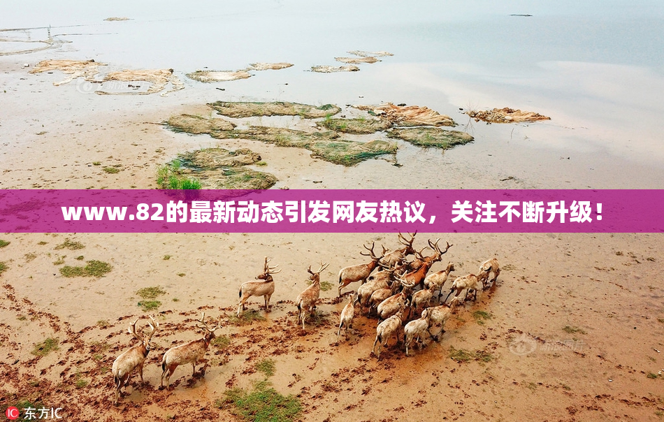 www.82的最新动态引发网友热议，关注不断升级！