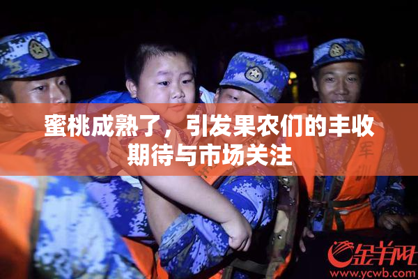 蜜桃成熟了，引发果农们的丰收期待与市场关注