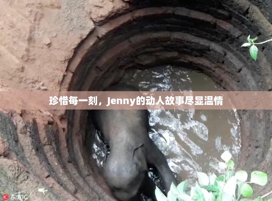 珍惜每一刻，Jenny的动人故事尽显温情