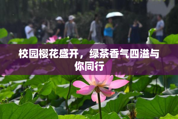 校园樱花盛开，绿茶香气四溢与你同行