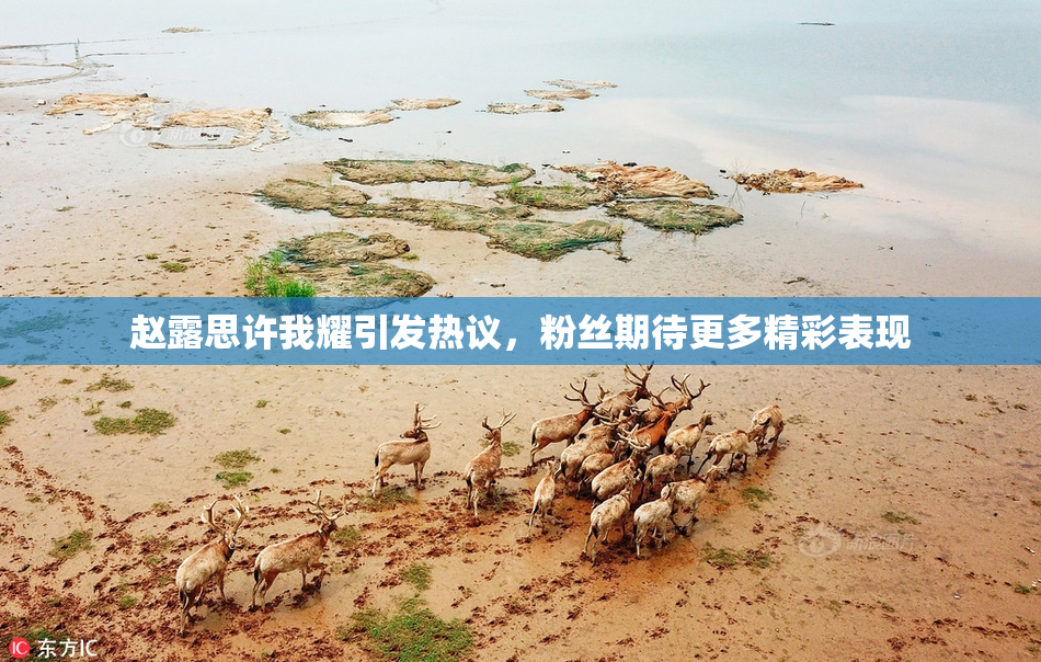 赵露思许我耀引发热议，粉丝期待更多精彩表现