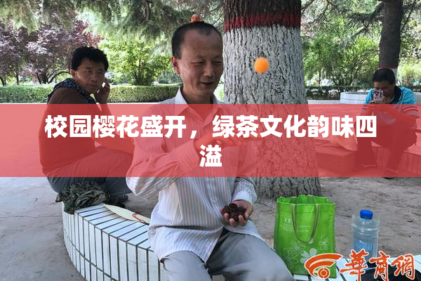 校园樱花盛开，绿茶文化韵味四溢
