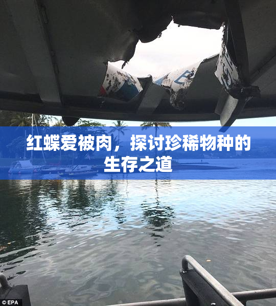 红蝶爱被肉，探讨珍稀物种的生存之道