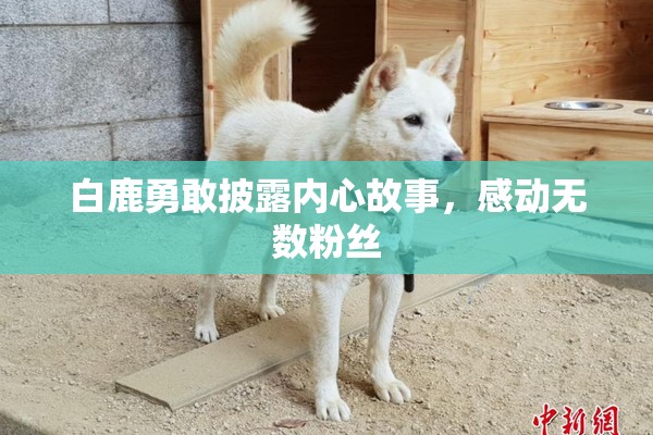 白鹿勇敢披露内心故事，感动无数粉丝