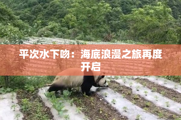 平次水下吻：海底浪漫之旅再度开启