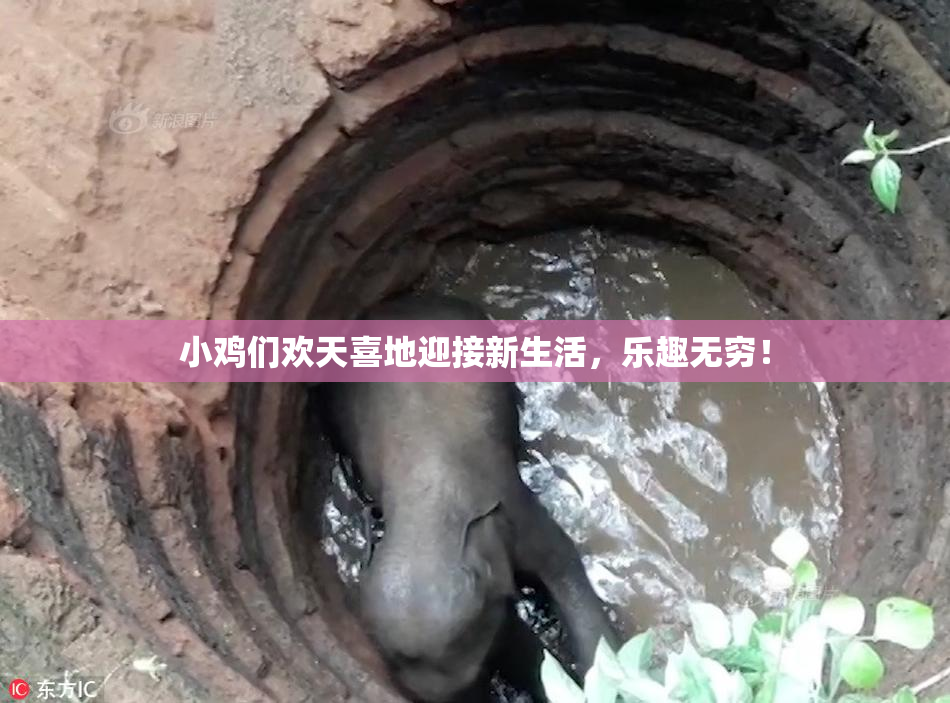 小鸡们欢天喜地迎接新生活，乐趣无穷！