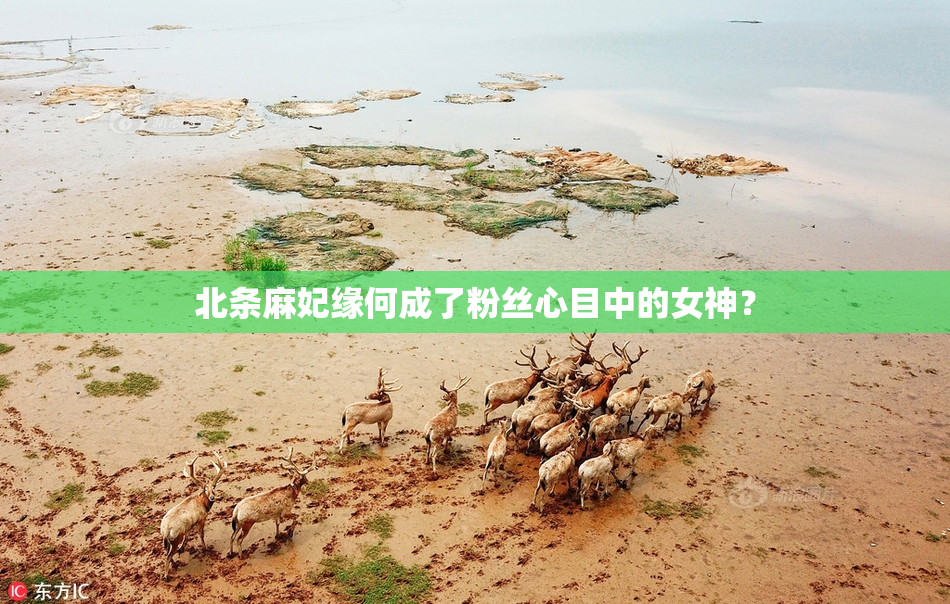 北条麻妃缘何成了粉丝心目中的女神？