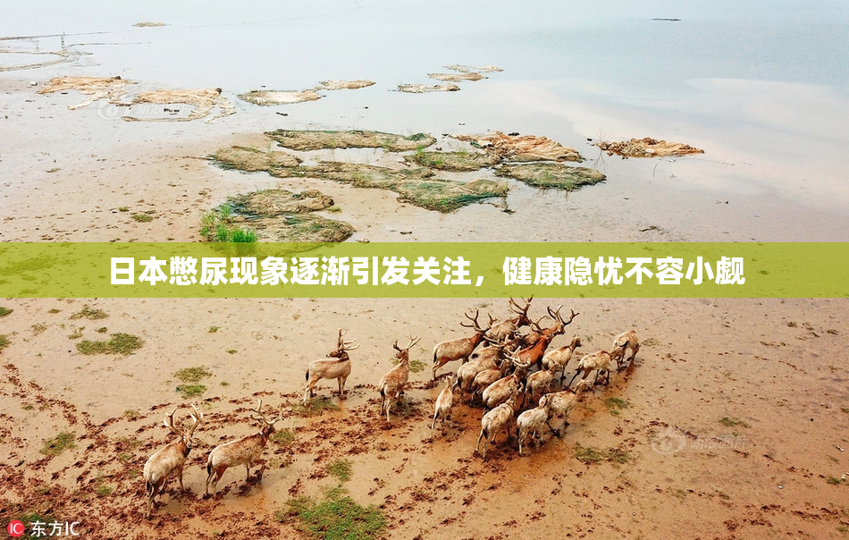 日本憋尿现象逐渐引发关注，健康隐忧不容小觑