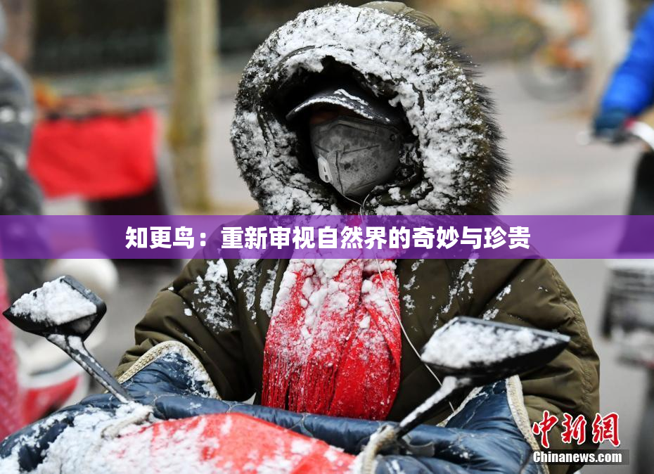 知更鸟：重新审视自然界的奇妙与珍贵