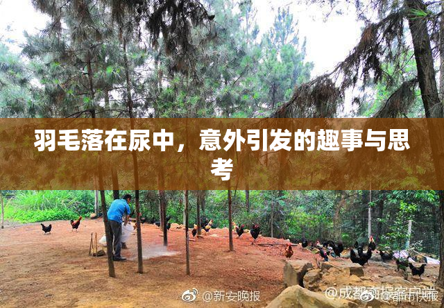 羽毛落在尿中，意外引发的趣事与思考