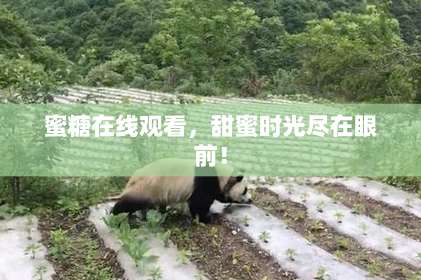 蜜糖在线观看，甜蜜时光尽在眼前！