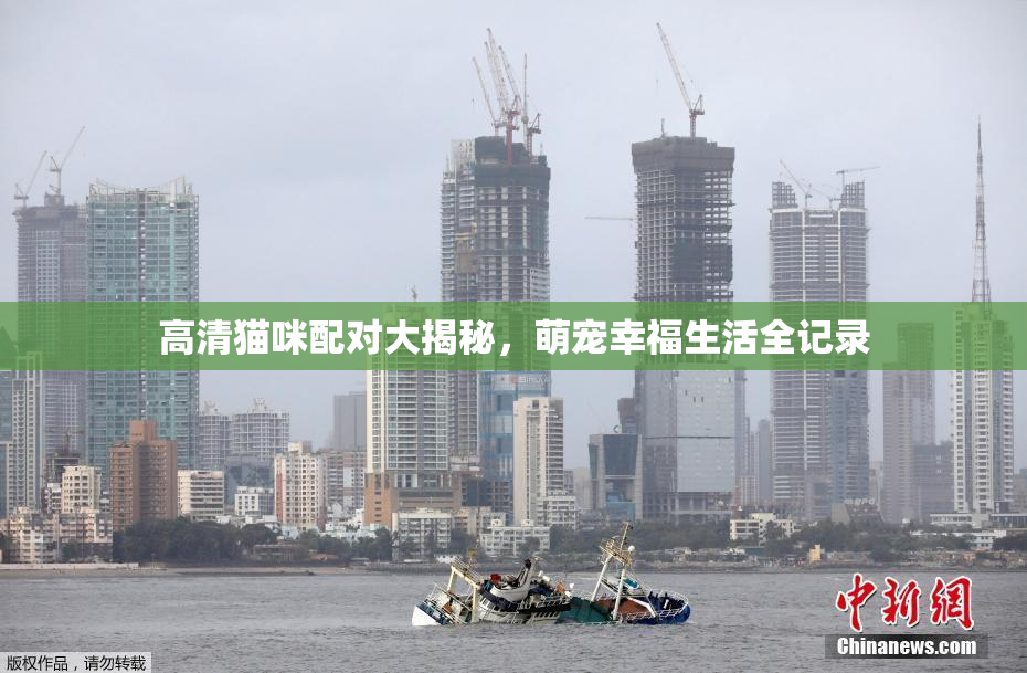 高清猫咪配对大揭秘，萌宠幸福生活全记录