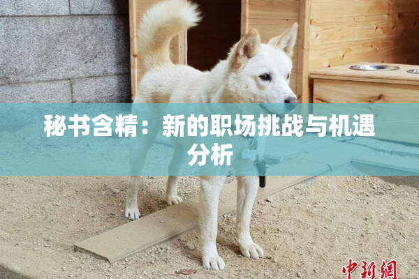 秘书含精：新的职场挑战与机遇分析