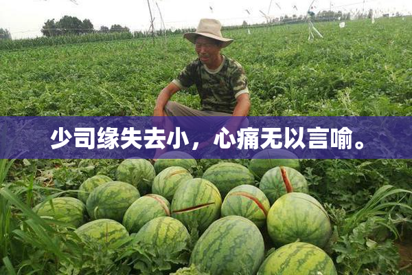 少司缘失去小，心痛无以言喻。