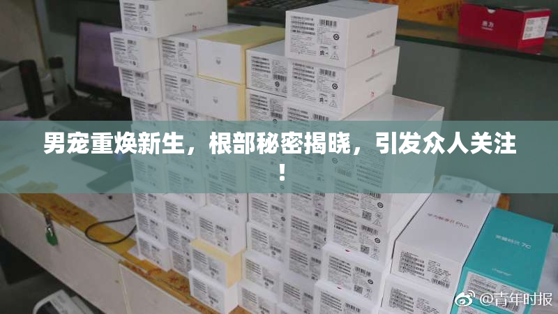 男宠重焕新生，根部秘密揭晓，引发众人关注！