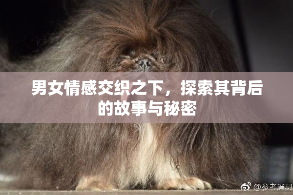 男女情感交织之下，探索其背后的故事与秘密