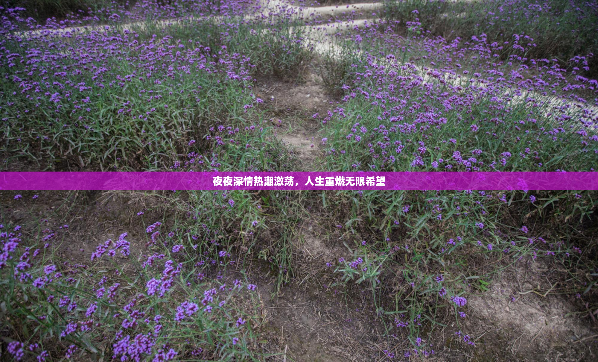 夜夜深情热潮激荡，人生重燃无限希望