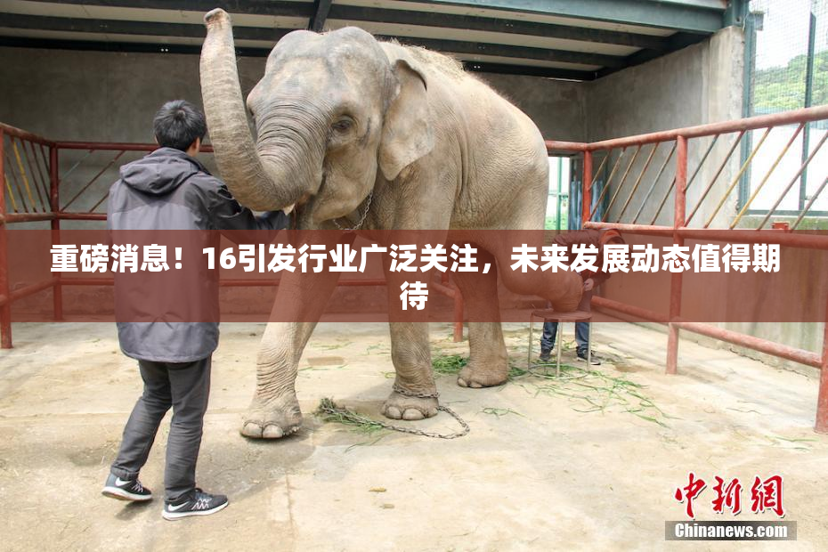 重磅消息！16引发行业广泛关注，未来发展动态值得期待