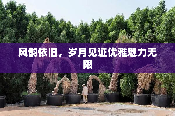 风韵依旧，岁月见证优雅魅力无限
