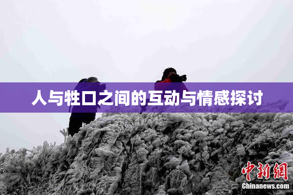 人与牲口之间的互动与情感探讨