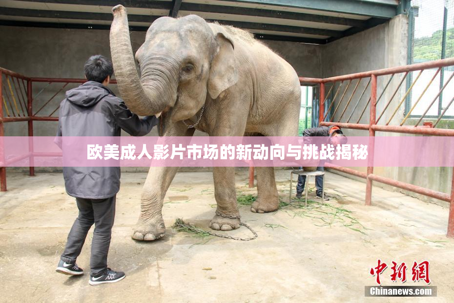 欧美成人影片市场的新动向与挑战揭秘