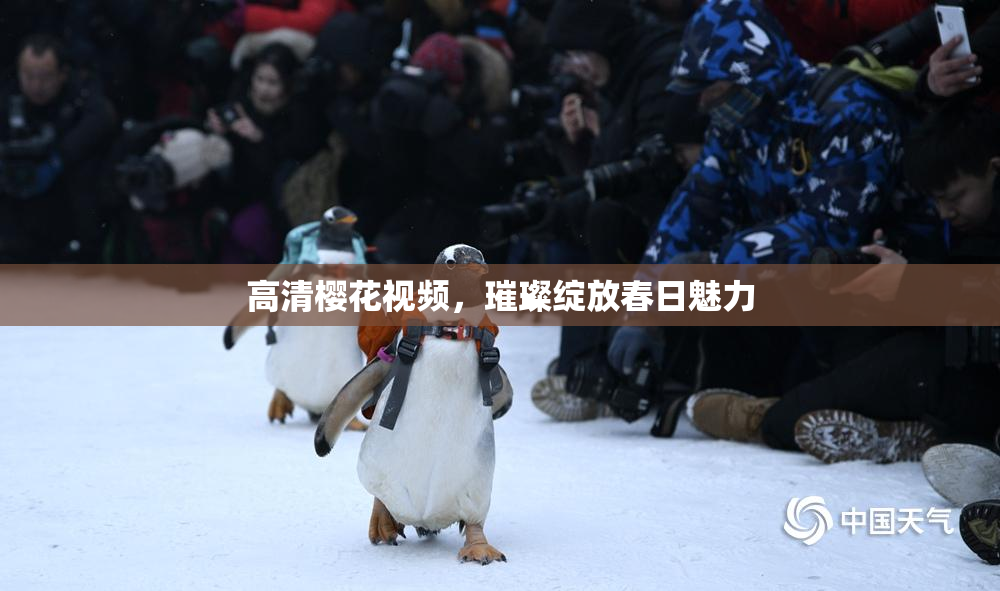 高清樱花视频，璀璨绽放春日魅力