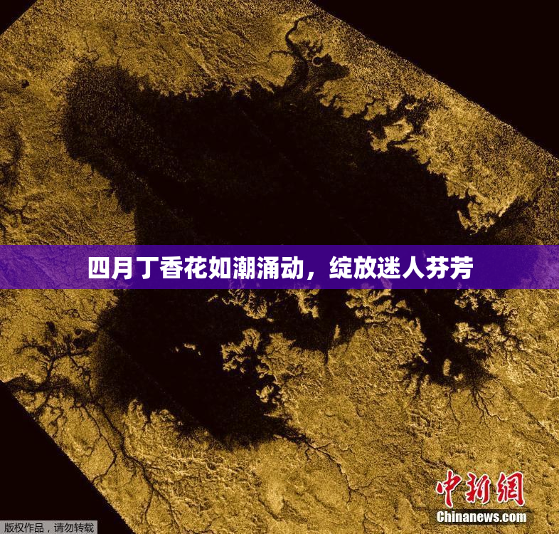 四月丁香花如潮涌动，绽放迷人芬芳